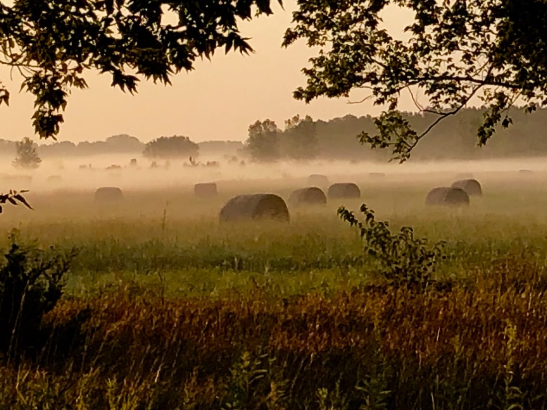Lawrence dog park users voice opposition to city’s plan to build road